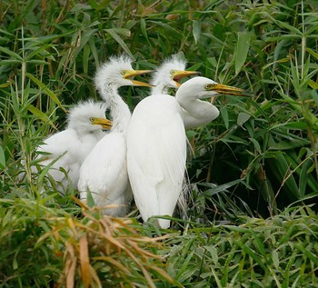 チュウサギ 土浦 2018年7月26日(木)