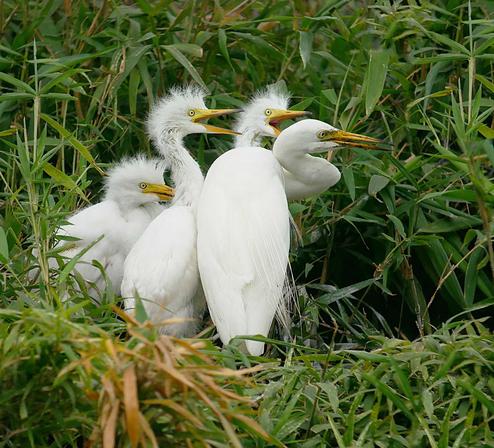 Photo of Medium Egret at 土浦 by のりさん