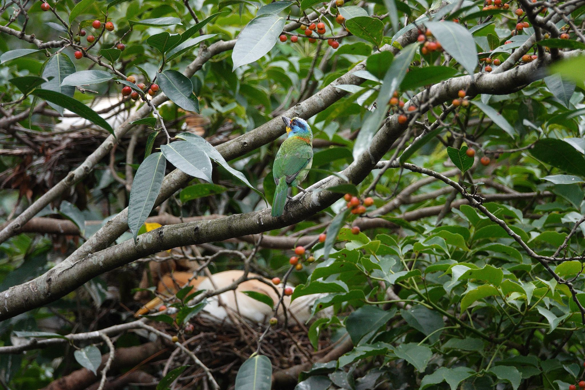 大安森林公園 タイワンゴシキドリの写真 by のどか