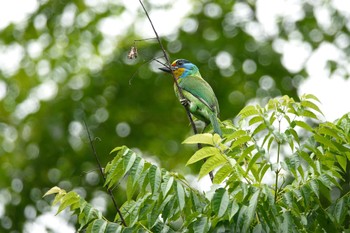 Taiwan Barbet 大安森林公園 Sun, 5/14/2023