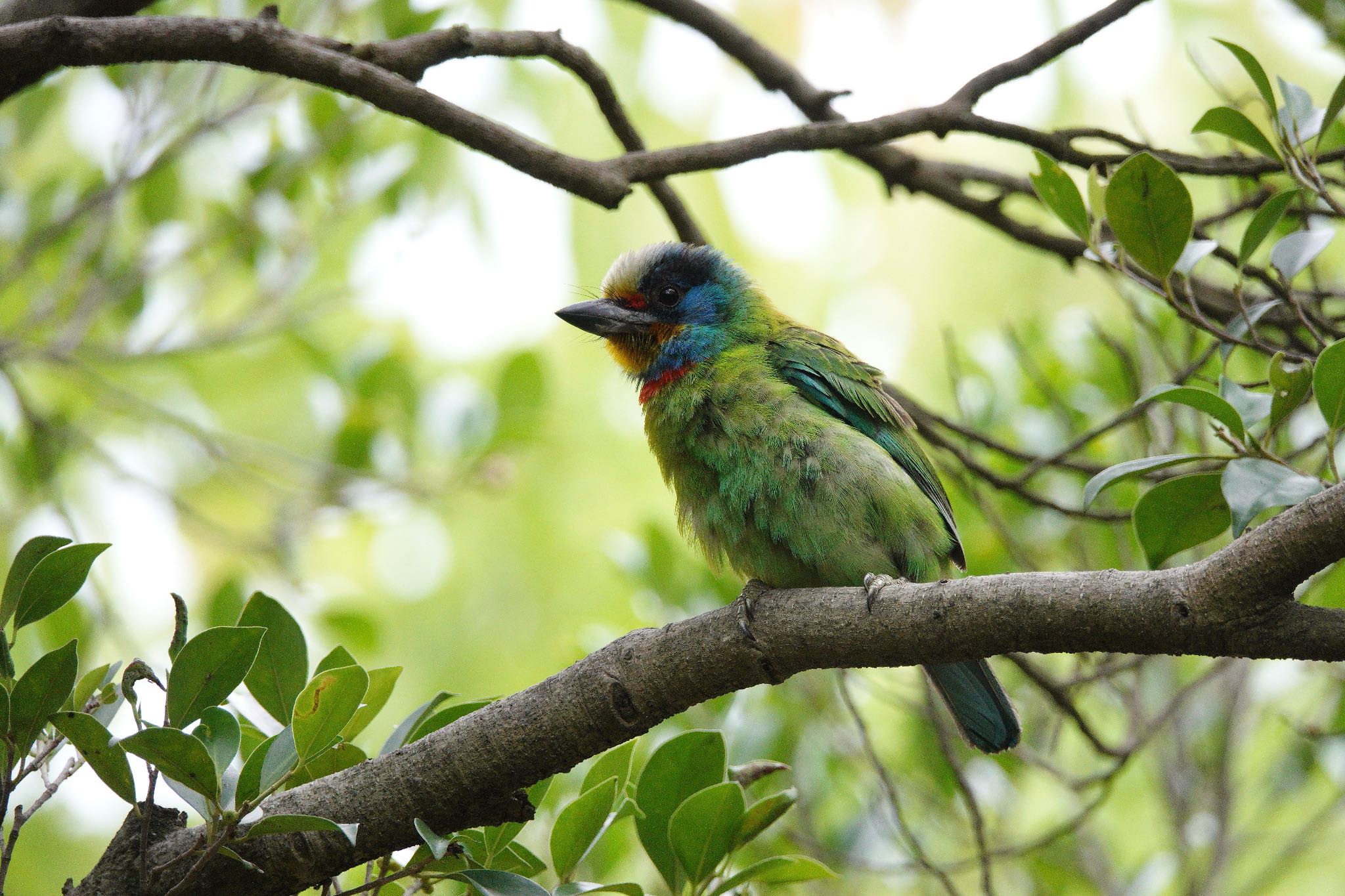 Photo of Taiwan Barbet at 大安森林公園 by のどか