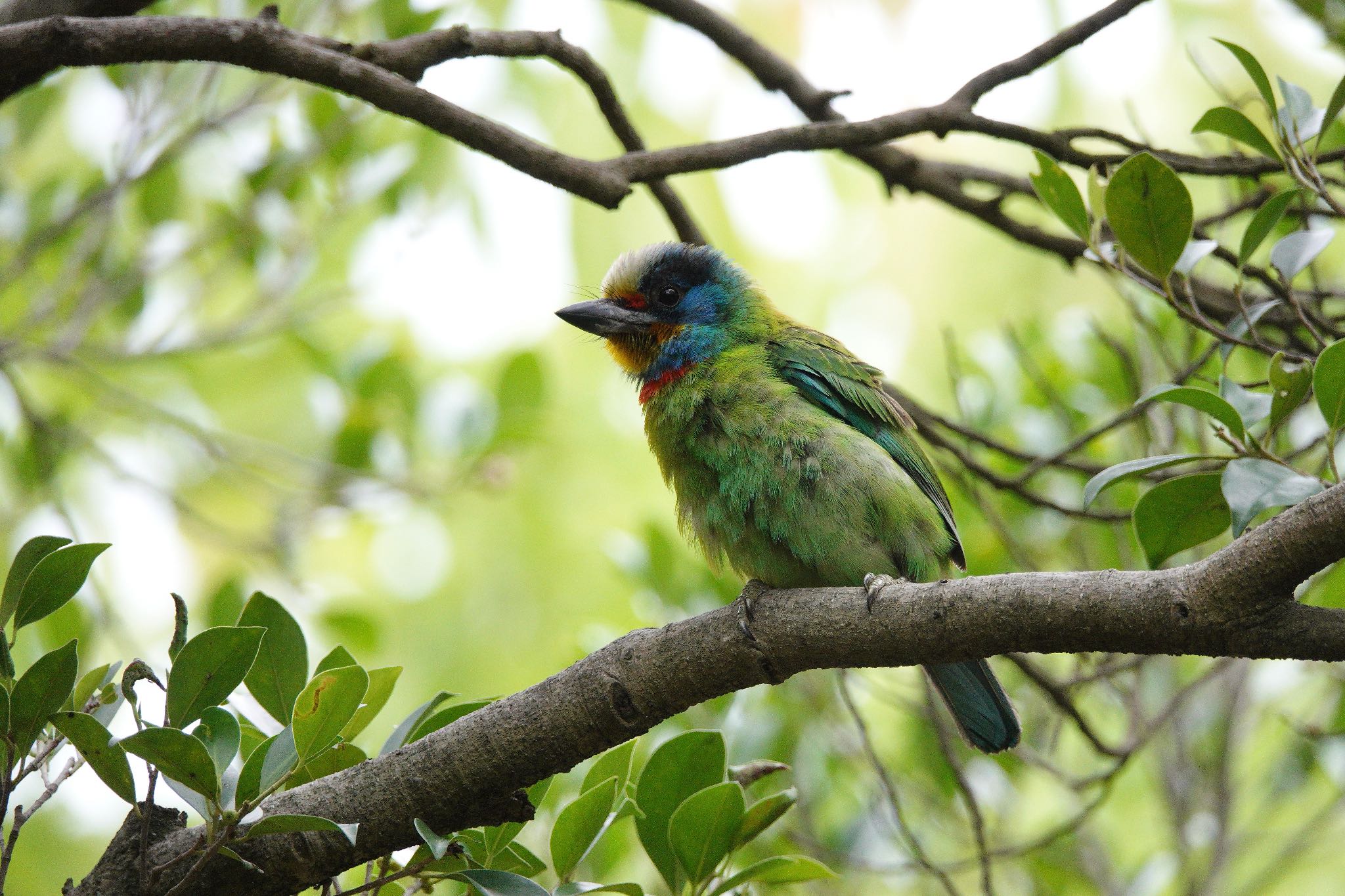 Taiwan Barbet