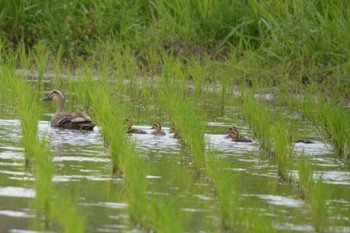 Eastern Spot-billed Duck 御嵩町 Sat, 6/24/2023