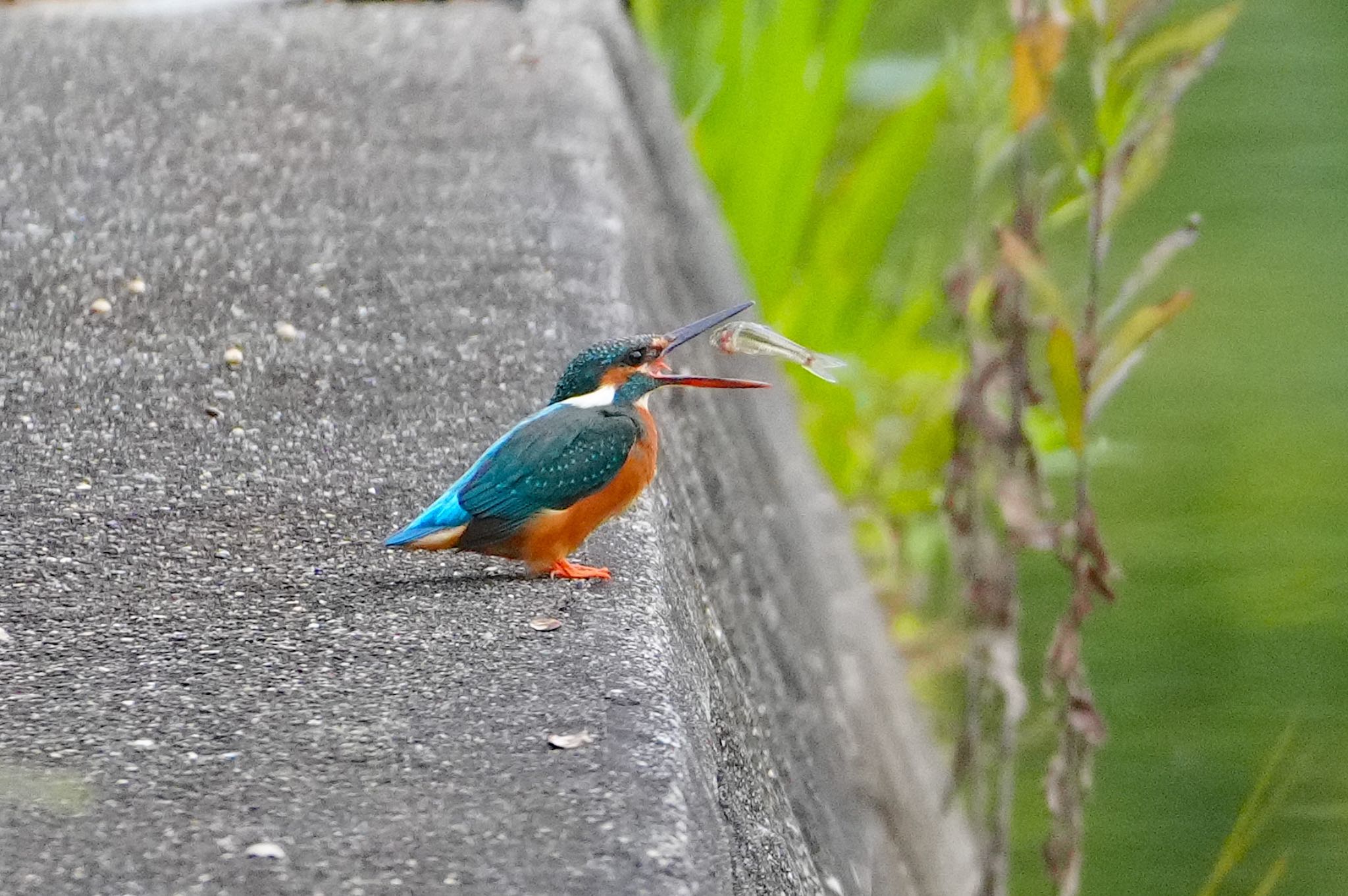 千里南公園 カワセミの写真