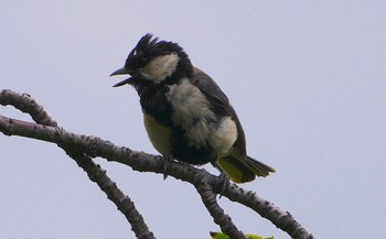 2023年6月24日(土) 万代池の野鳥観察記録