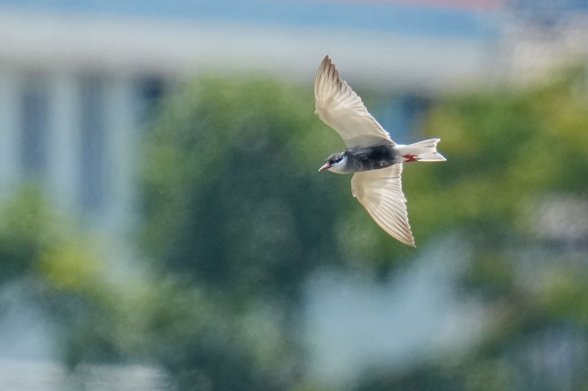 Whiskered Tern