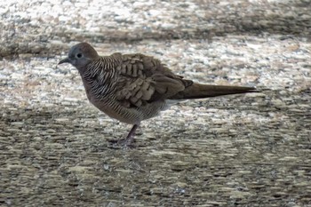 Zebra Dove Daniel K. Inouye International Airport Mon, 7/8/2013