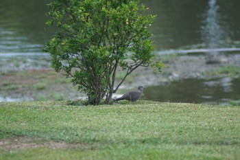 カノコバト 台湾台南 2023年6月1日(木)