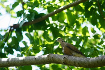 Red Collared Dove 台湾台南 Thu, 6/1/2023