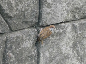 2023年6月24日(土) 平和の森公園、妙正寺川の野鳥観察記録