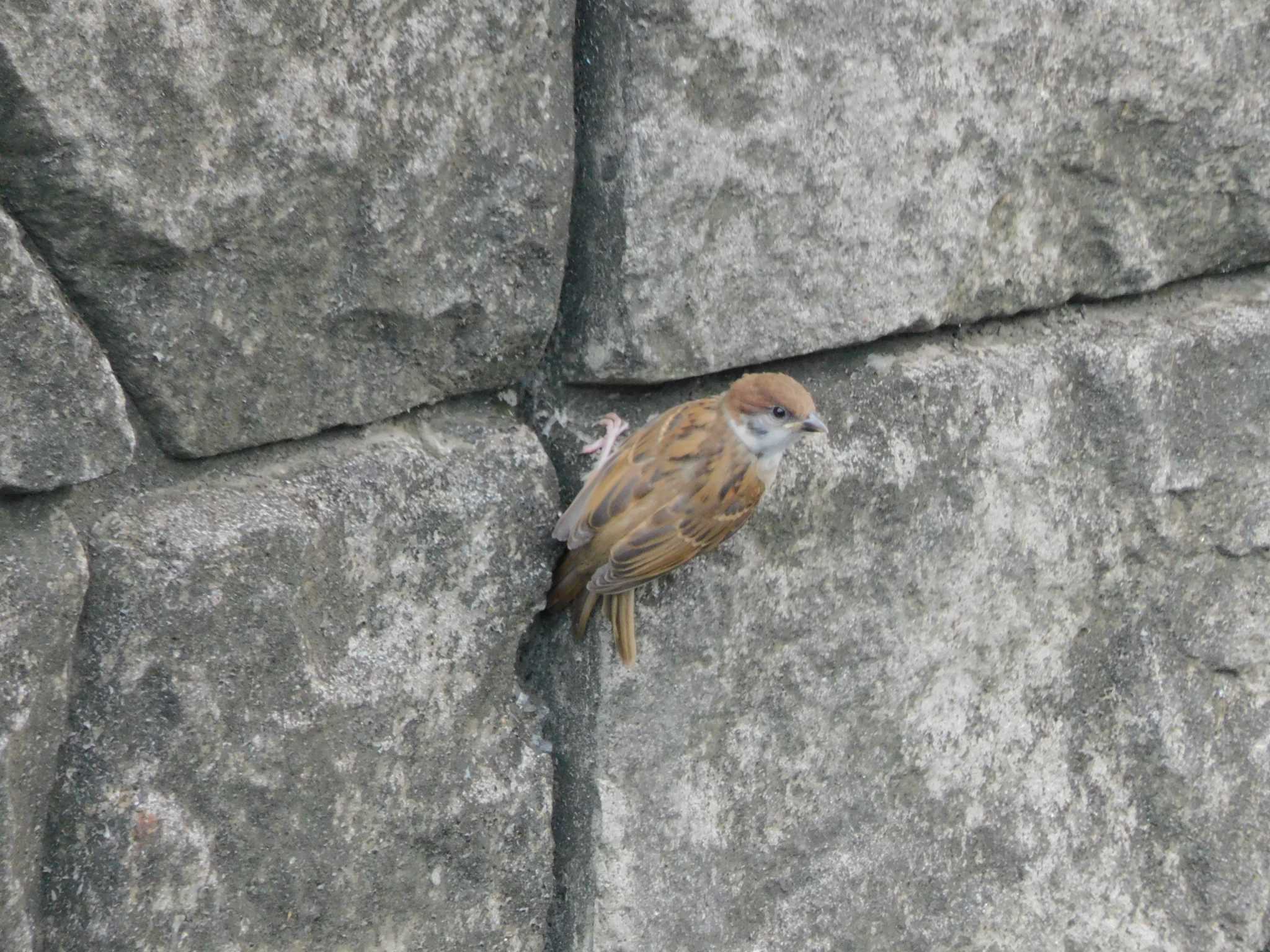 平和の森公園、妙正寺川 スズメの写真