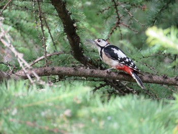 Great Spotted Woodpecker Unknown Spots Mon, 7/30/2018