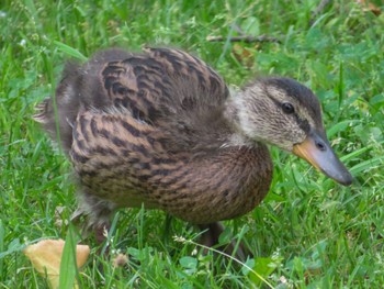 マガモ 中島公園 2023年6月24日(土)