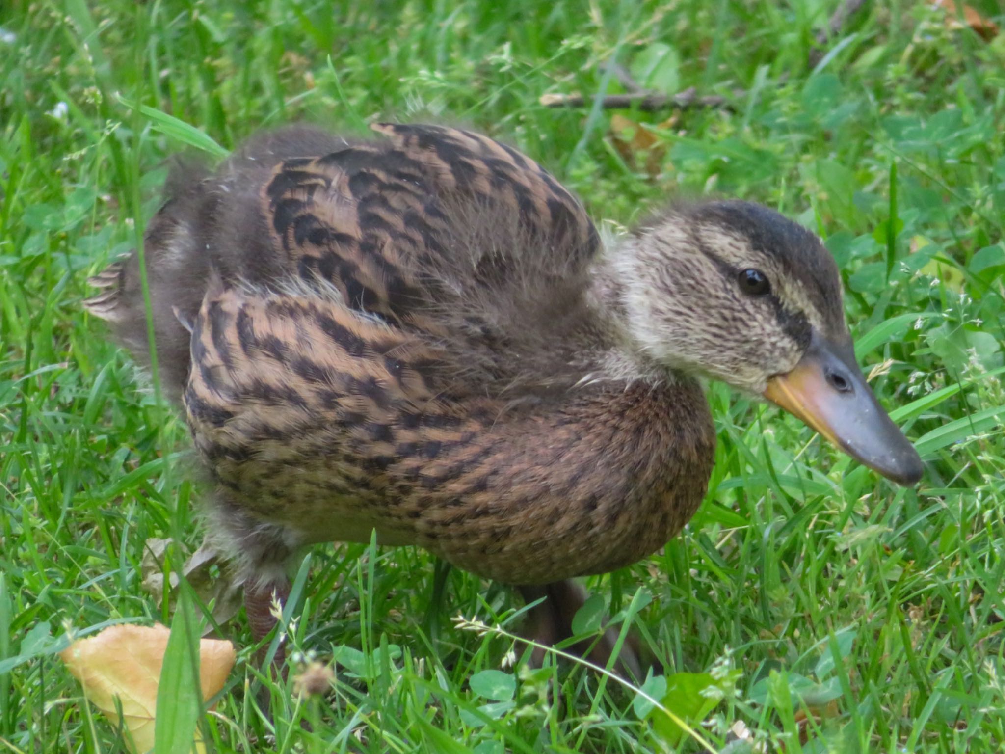 中島公園 マガモの写真