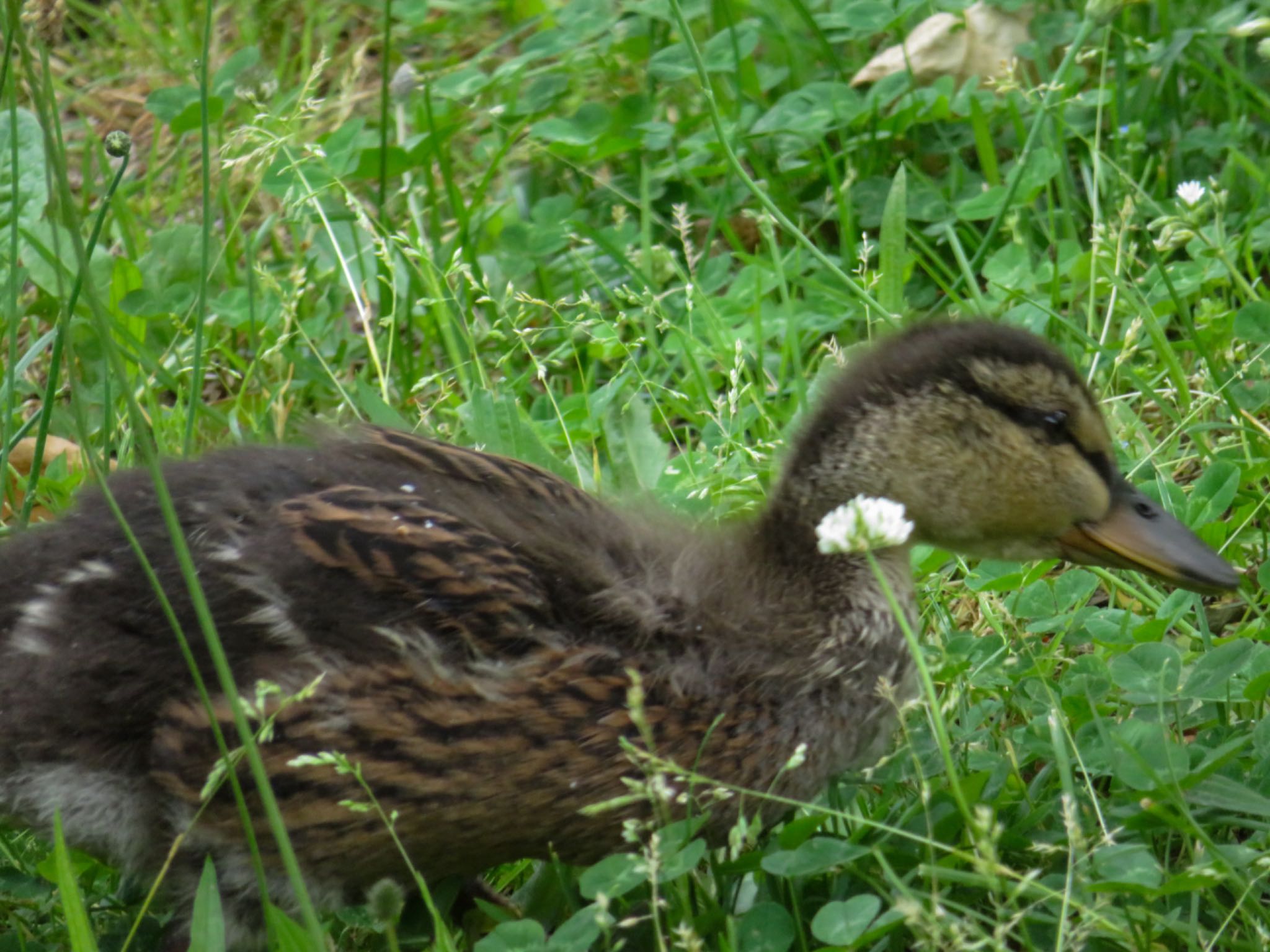 中島公園 マガモの写真