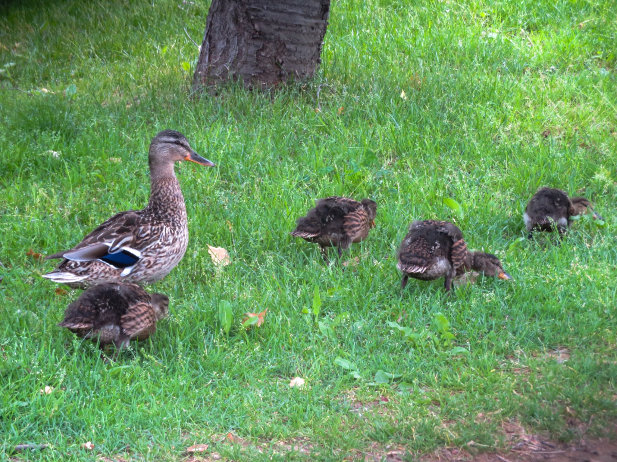 中島公園 マガモの写真