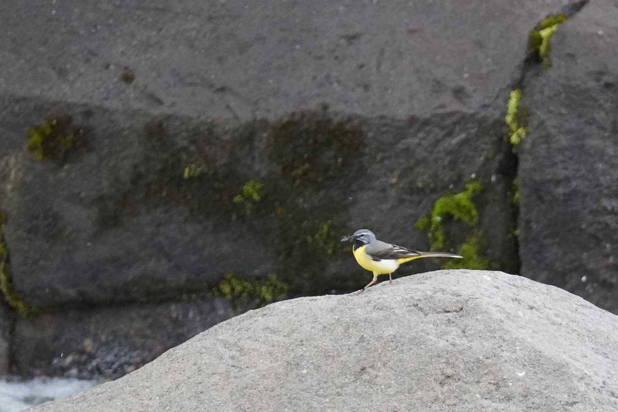 発寒川 キセキレイの写真