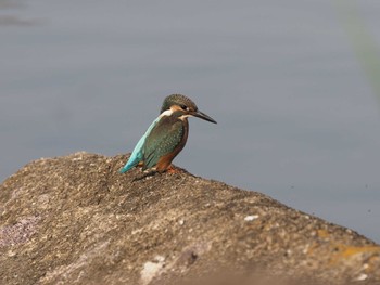 Common Kingfisher Kasai Rinkai Park Sat, 6/24/2023