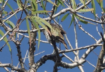 ヨコジマテリカッコウ ケアンズ墓地(Cairns) 撮影日未設定