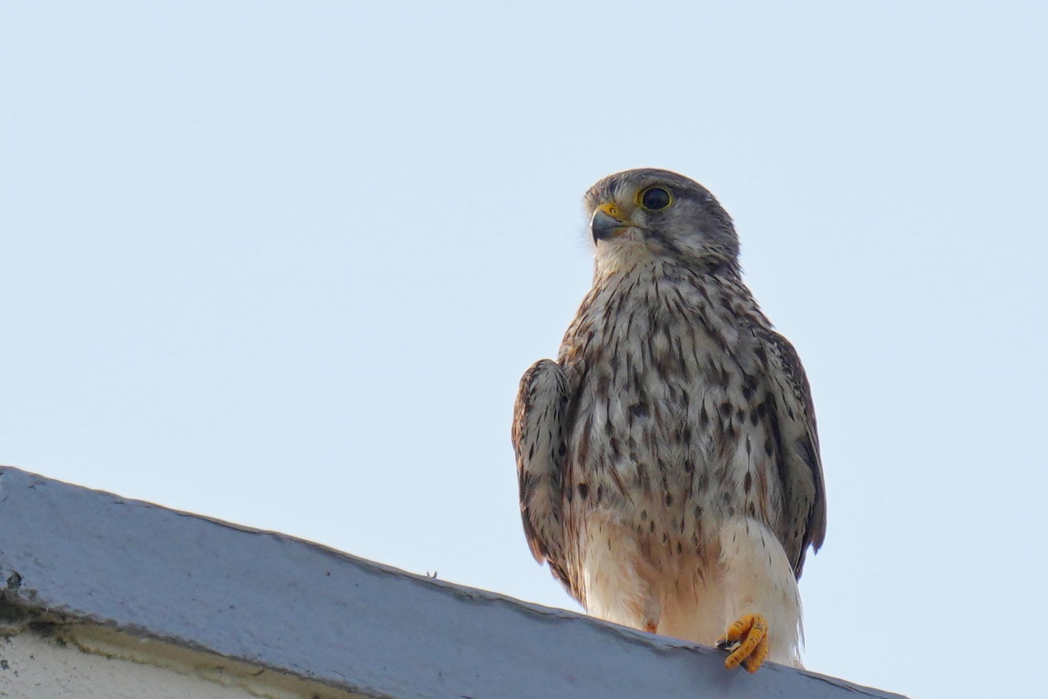 Common Kestrel