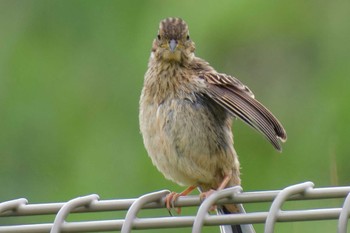 Meadow Bunting 京都府 Sat, 6/24/2023