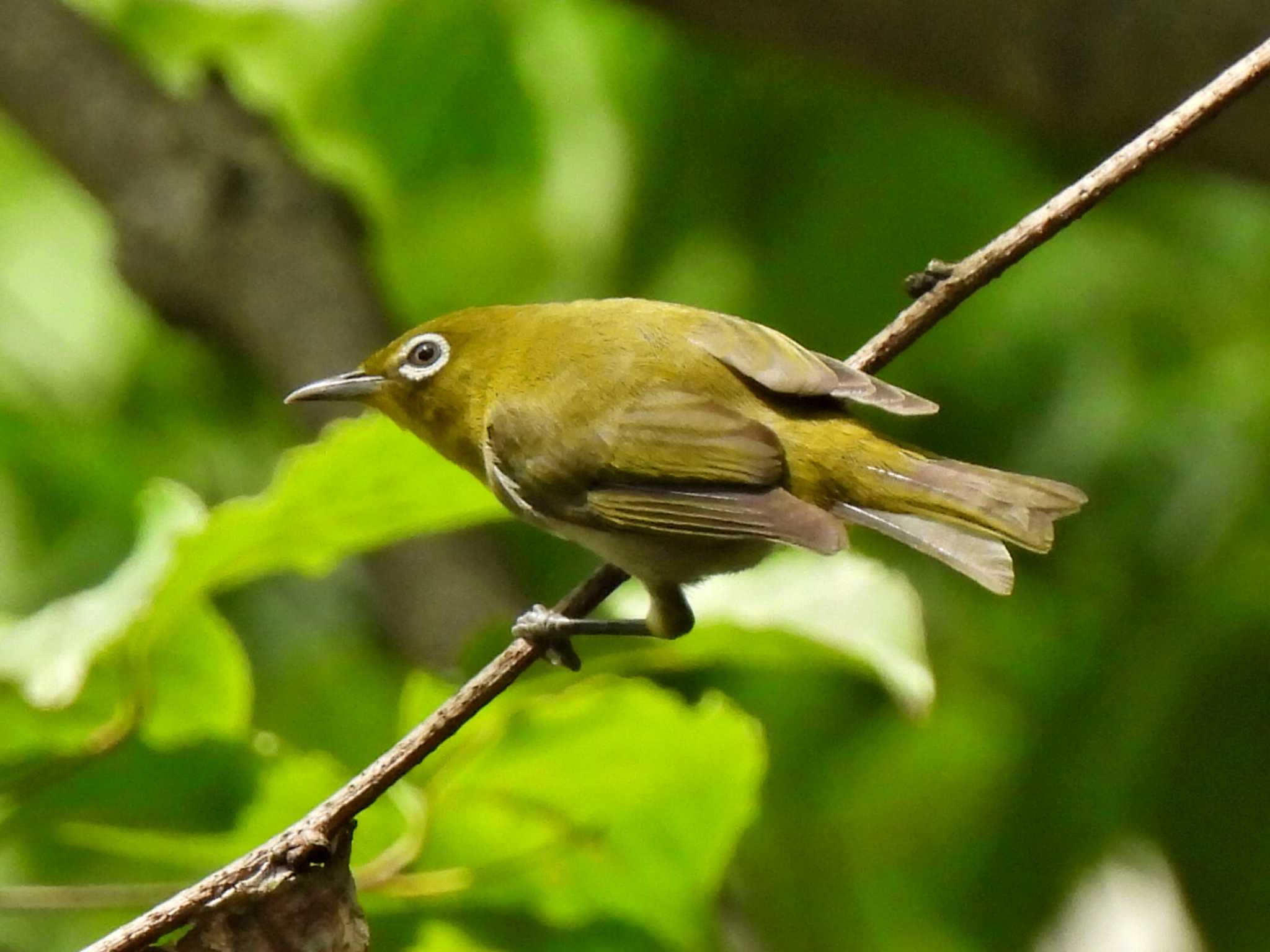 日本ラインうぬまの森 メジロの写真 by 寅次郎