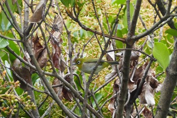 Warbling White-eye 東京都 Thu, 6/22/2023