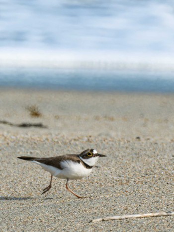 2023年6月22日(木) 高浜海水浴場(長崎市)の野鳥観察記録