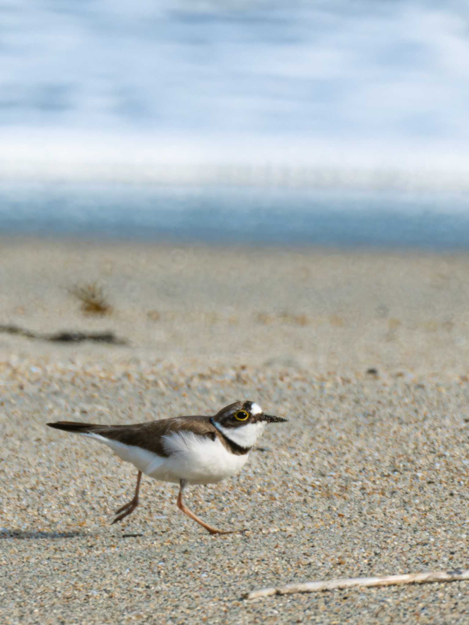 Photo of Little Ringed Plover at 高浜海水浴場(長崎市) by ここは長崎