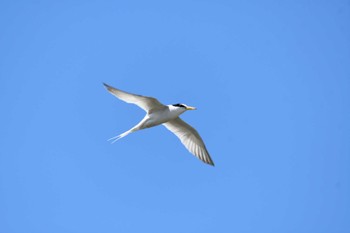 2023年6月17日(土) 渡良瀬遊水地の野鳥観察記録