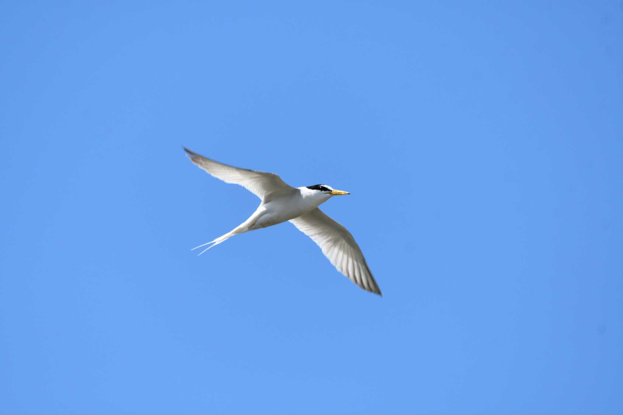 Little Tern