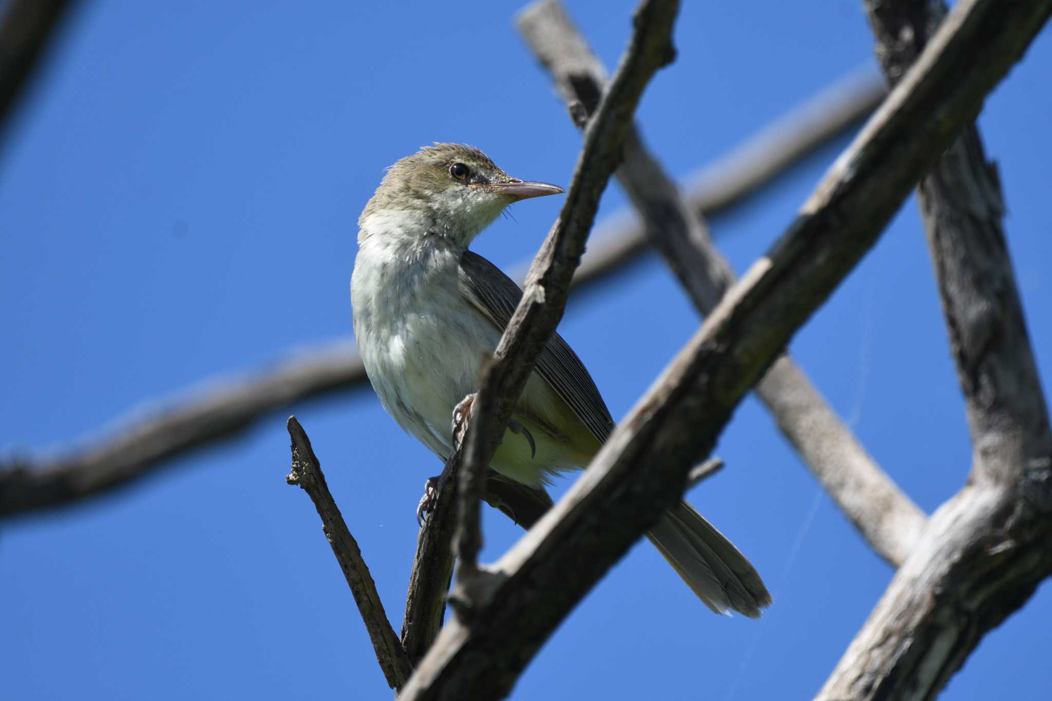 Oriental Reed Warbler