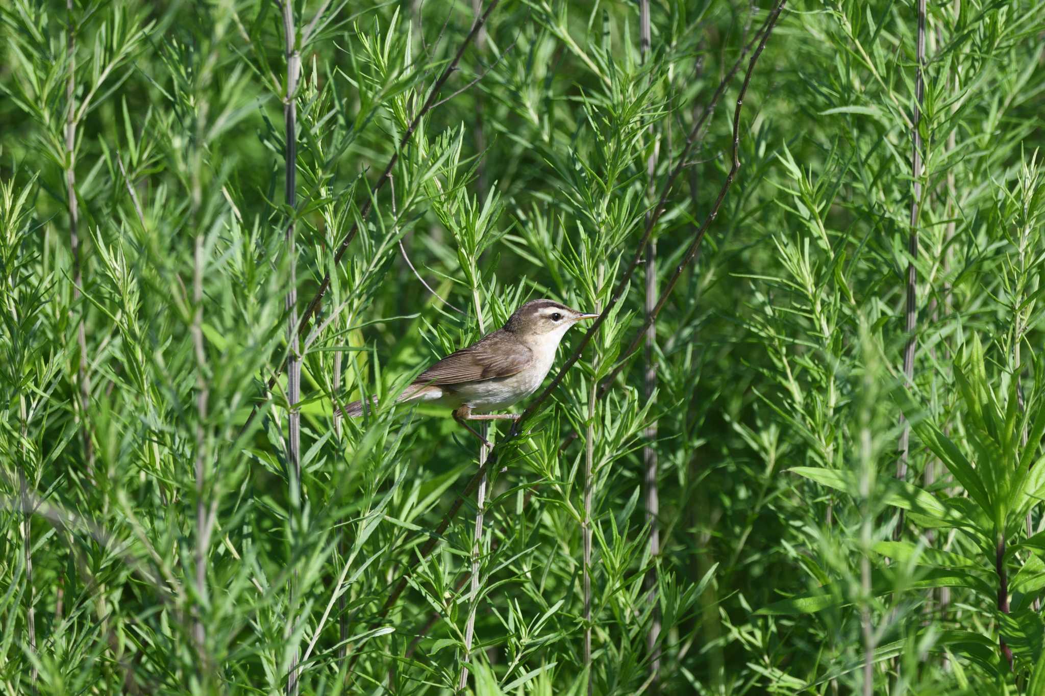 Black-browed Reed Warbler