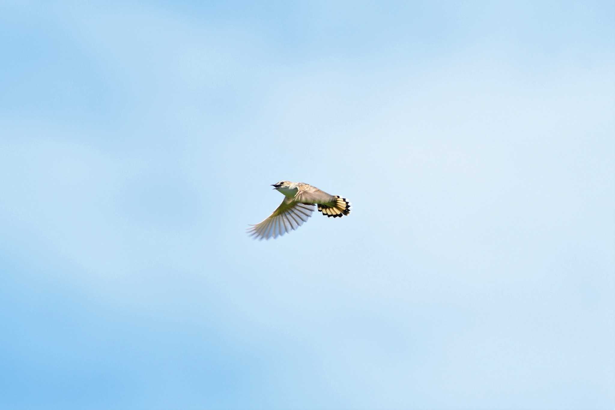 Zitting Cisticola