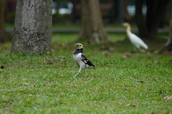 Black-collared Starling 大安森林公園 Sun, 5/14/2023