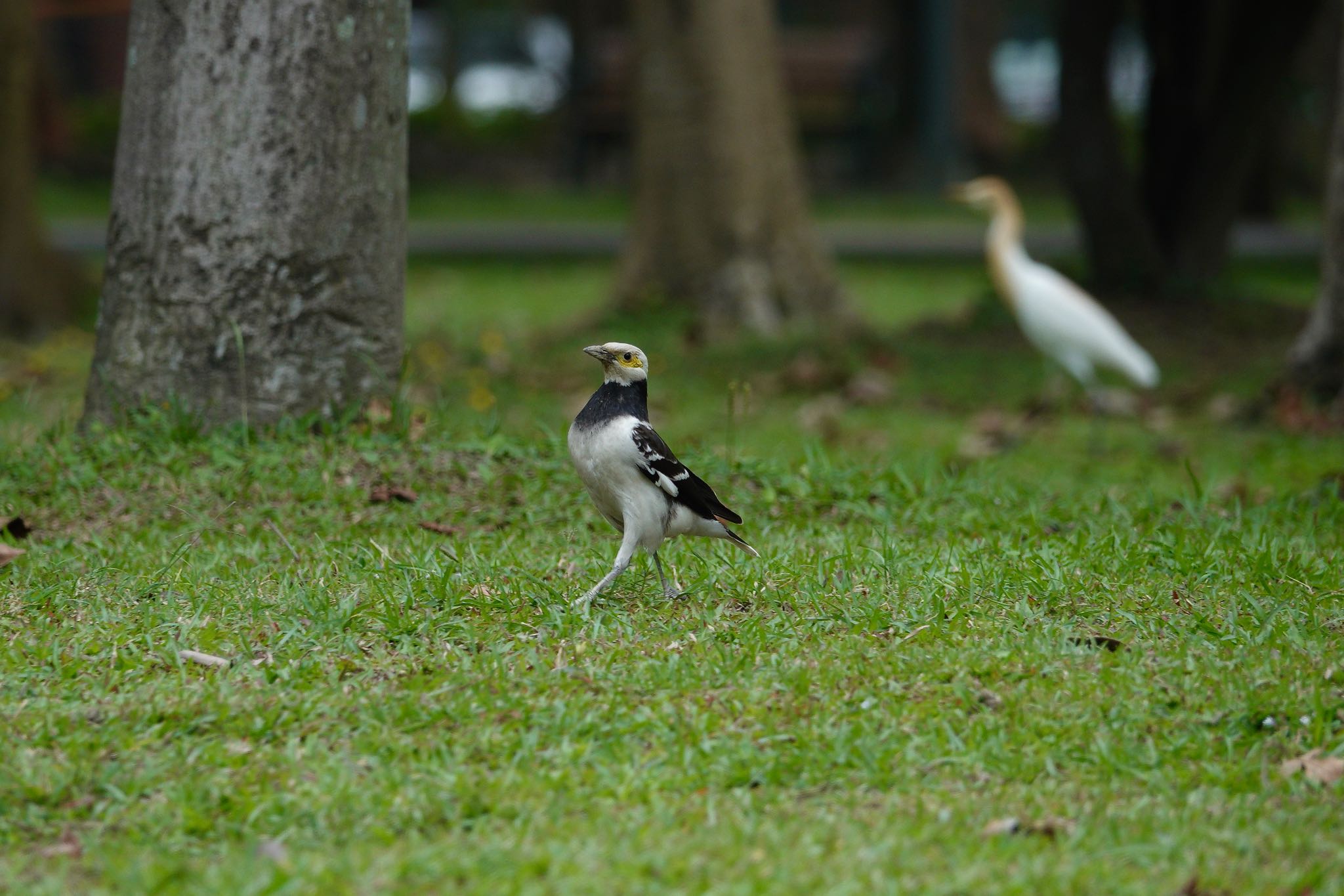 大安森林公園 クビワムクドリの写真 by のどか