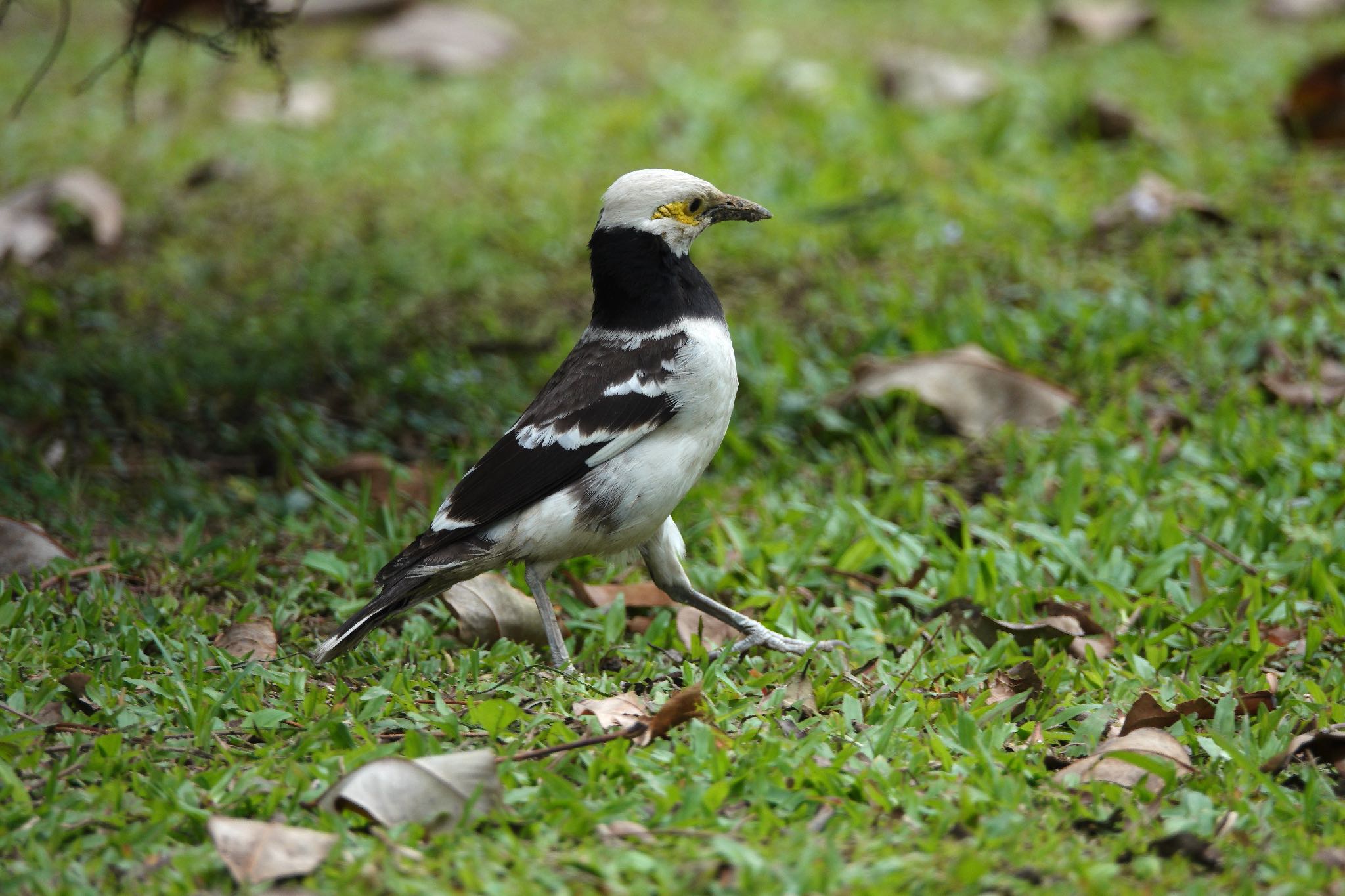 Black-collared Starling