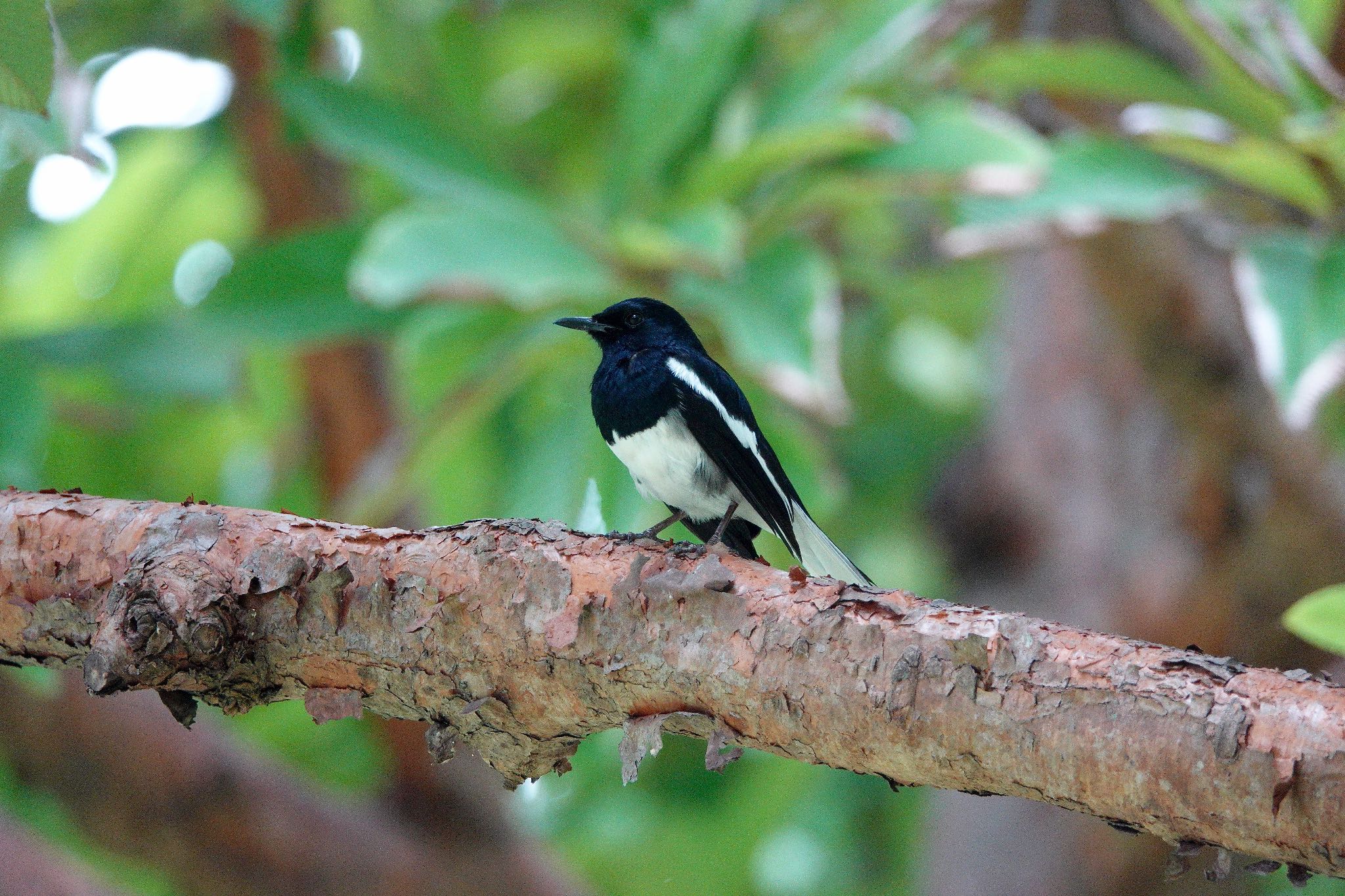 Oriental Magpie-Robin