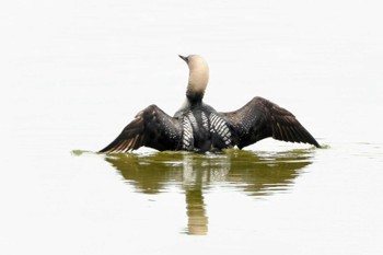 Pacific Loon 高槻 Sat, 6/24/2023