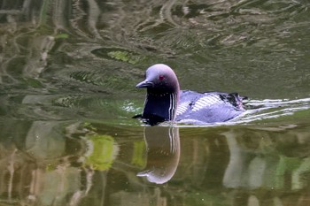 Pacific Loon 高槻 Sat, 6/24/2023