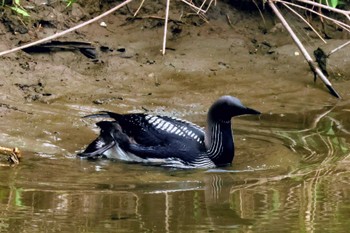 Pacific Loon 高槻 Sat, 6/24/2023