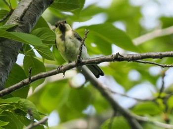 2023年6月22日(木) 福井緑地(札幌市西区)の野鳥観察記録