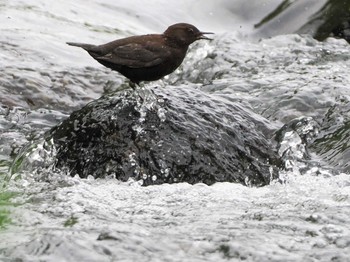 2023年6月23日(金) 福井緑地(札幌市西区)の野鳥観察記録