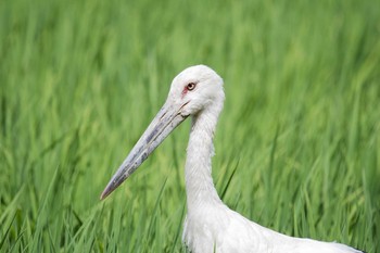 コウノトリ 場所が不明 2018年7月30日(月)