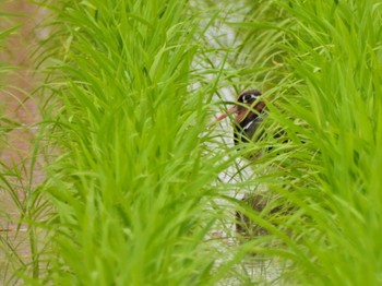 2023年6月24日(土) 埼玉県の野鳥観察記録