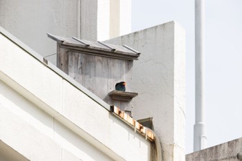 Oriental Dollarbird 天龍村 Sat, 6/24/2023