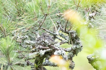 Asian Brown Flycatcher 天龍村 Sat, 6/24/2023