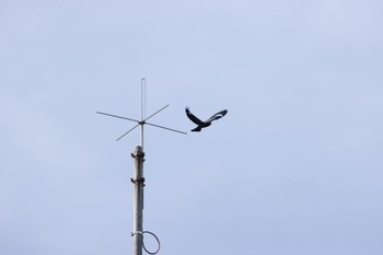 Oriental Dollarbird 天龍村 Sat, 6/24/2023