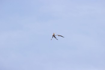 Black Kite 天龍村 Sat, 6/24/2023