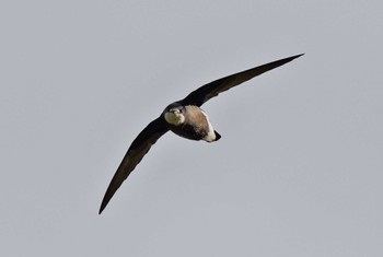 White-throated Needletail Unknown Spots Unknown Date